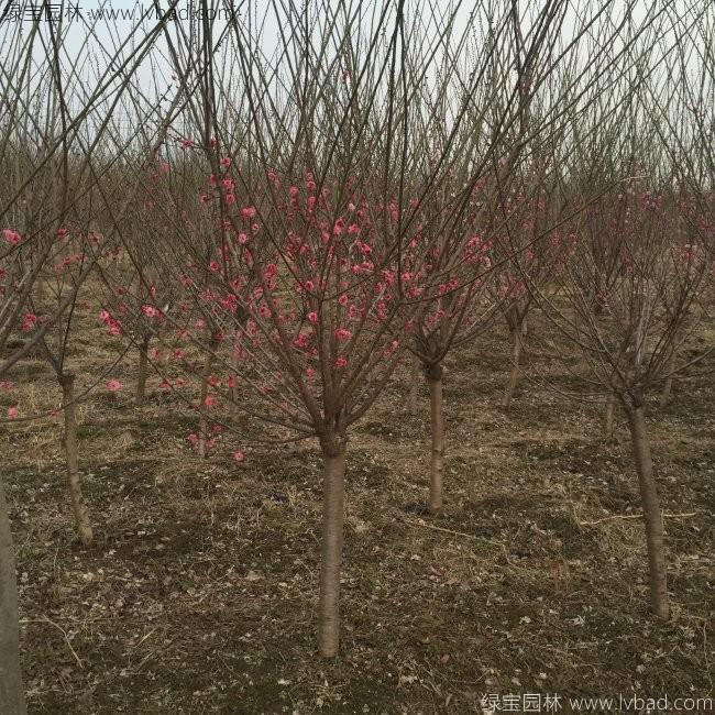 紅梅花紅梅樹苗木植物