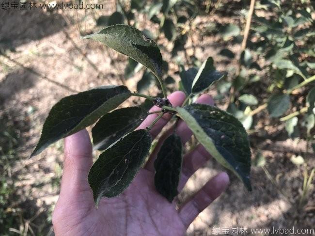 紅梅苗叢生紅梅樹