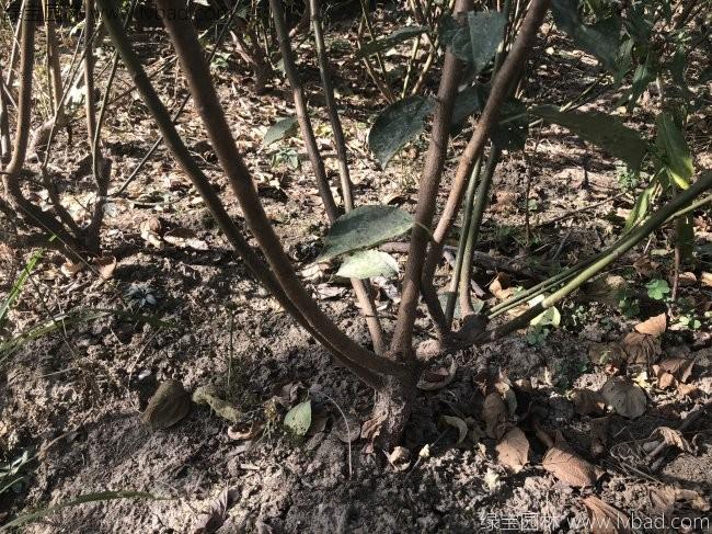 紅梅苗叢生紅梅樹