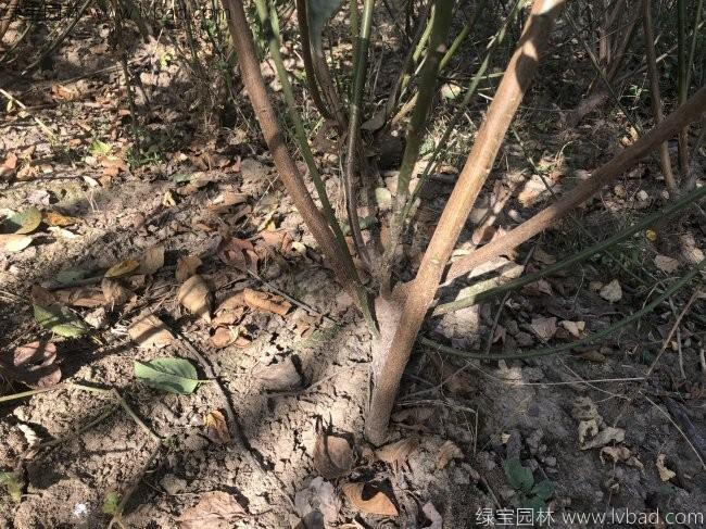 紅梅苗叢生紅梅樹