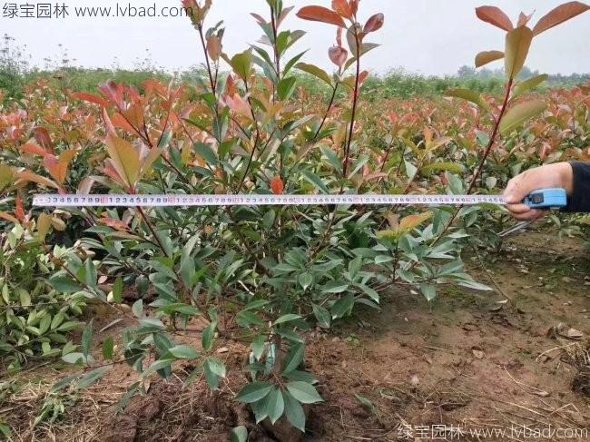 <a href='http://fscangbo.com/qiuleizhiwu/3488.html' target='_blank'>紅葉石楠球</a>