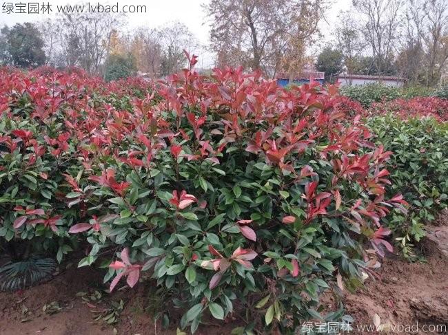 <a href='http://fscangbo.com/linmuzhongzi/1747.html' target='_blank'>紅葉石楠</a>球