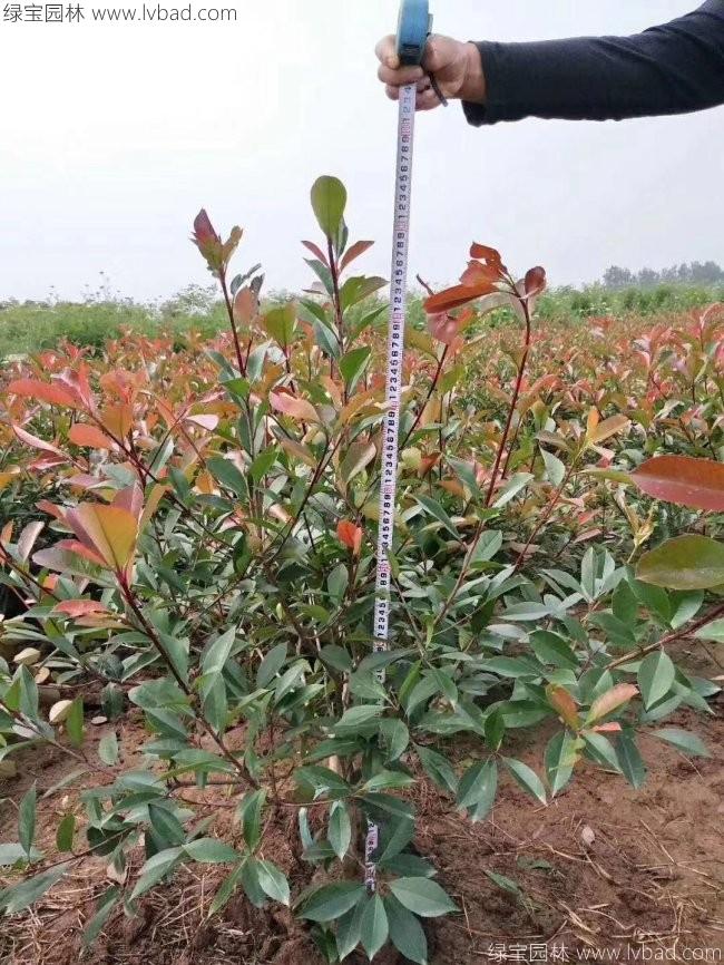 <a href='http://fscangbo.com/linmuzhongzi/1747.html' target='_blank'>紅葉石楠</a>球