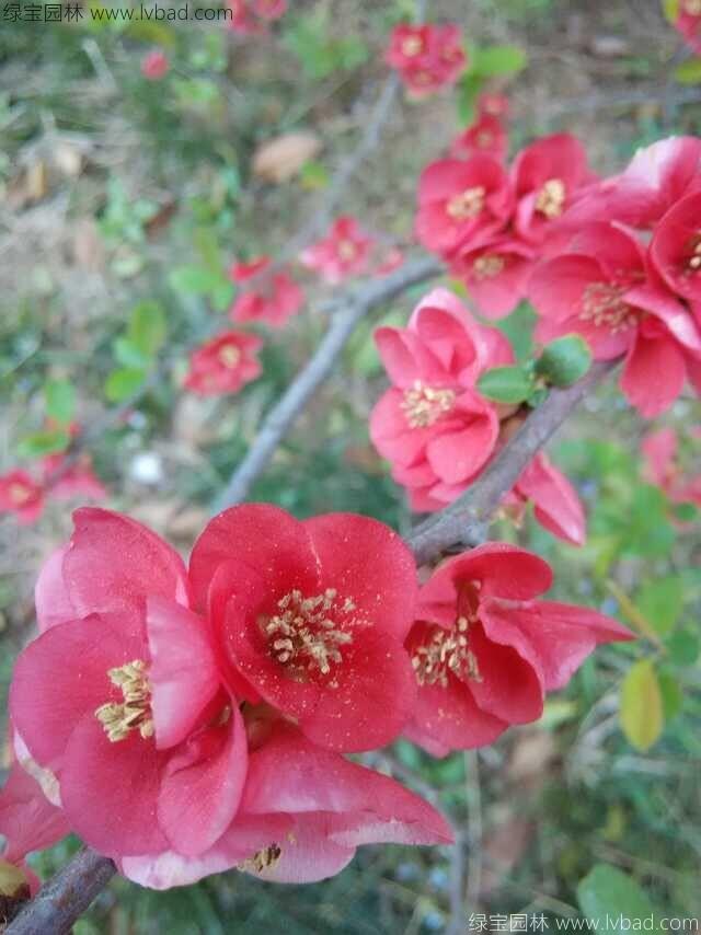 貼梗<a href='http://fscangbo.com/linmuzhongzi/1766.html' target='_blank'>海棠</a>