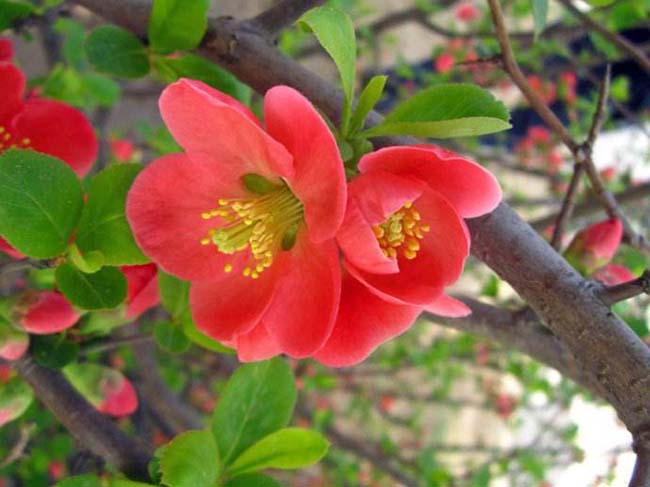 <a href='http://fscangbo.com/dibeiguanmu/3440.html' target='_blank'>貼梗海棠</a>