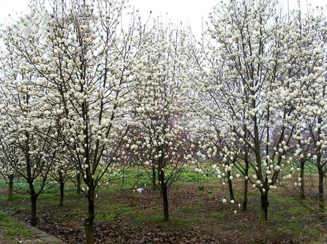 <a href='http://fscangbo.com/linmuzhongzi/1731.html' target='_blank'>白玉蘭</a>