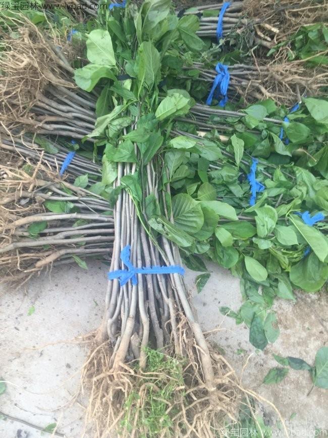 白<a href='http://fscangbo.com/linmuzhongzi/1813.html' target='_blank'>玉蘭</a>