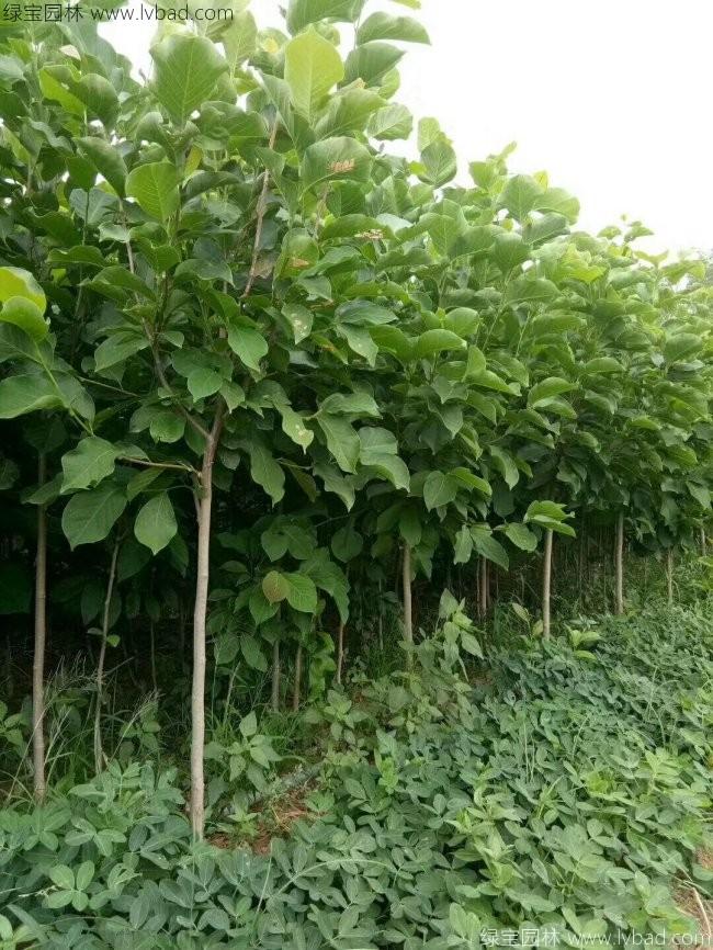 白<a href='http://fscangbo.com/linmuzhongzi/1813.html' target='_blank'>玉蘭</a>