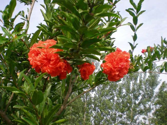 <a href='http://fscangbo.com/xingdaoshu/3364.html' target='_blank'>石榴樹(shù)</a>