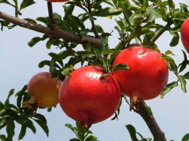 <a href='http://fscangbo.com/xingdaoshu/3364.html' target='_blank'>石榴樹(shù)</a>