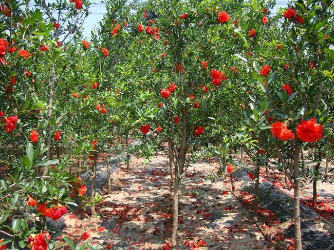 <a href='http://fscangbo.com/xingdaoshu/3364.html' target='_blank'>石榴樹(shù)</a>