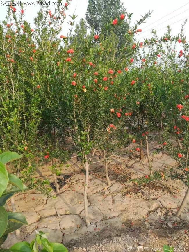 石榴樹(shù)