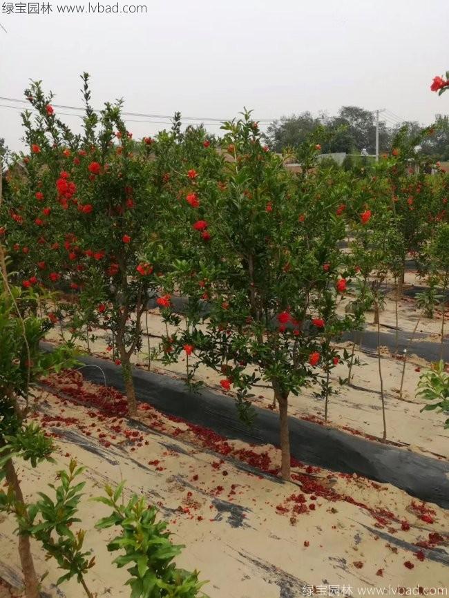 石榴樹(shù)
