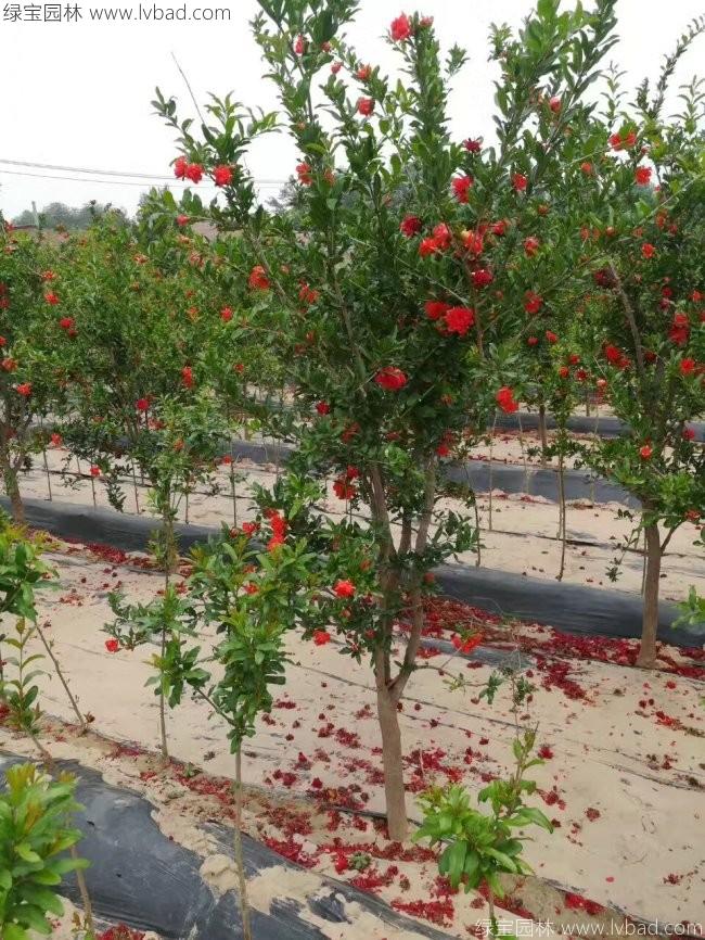 石榴樹(shù)