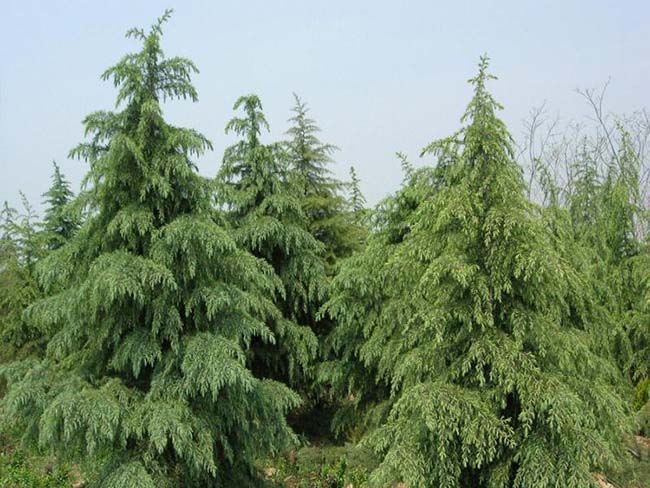 <a href='http://fscangbo.com/songbailei/3472.html' target='_blank'>寶塔松</a>