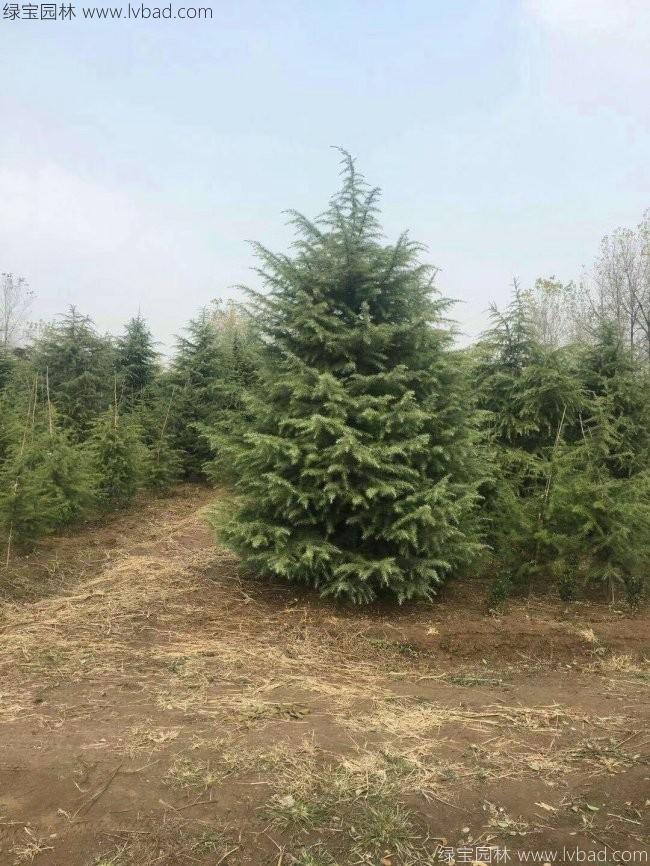 寶<a href='http://fscangbo.com/songbailei/3478.html' target='_blank'>塔松</a>