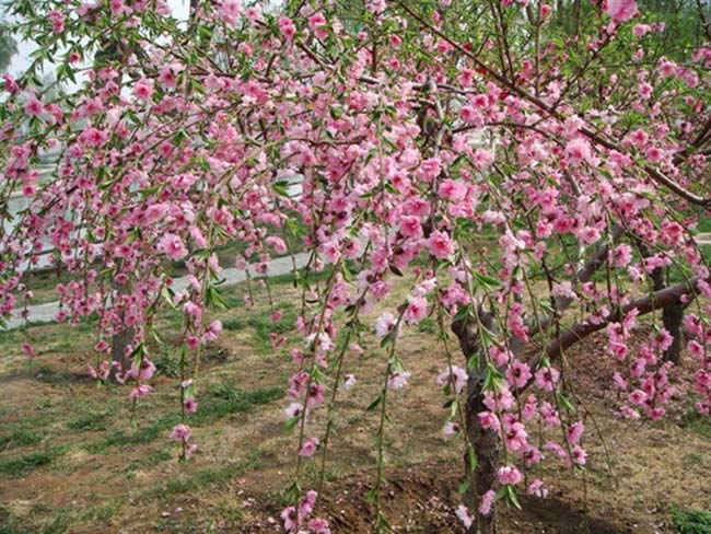 <a href='http://fscangbo.com/xiaoqiaomu/3558.html' target='_blank'>垂梅</a>