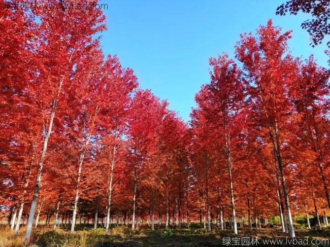 美國(guó)<a href='http://fscangbo.com/linmuzhongzi/1706.html' target='_blank'>紅楓</a>