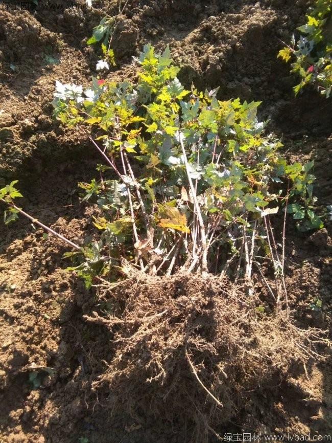 <a href='http://fscangbo.com/linmuzhongzi/1798.html' target='_blank'>美國(guó)紅楓</a>