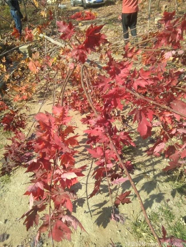 美國(guó)<a href='http://fscangbo.com/linmuzhongzi/1706.html' target='_blank'>紅楓</a>