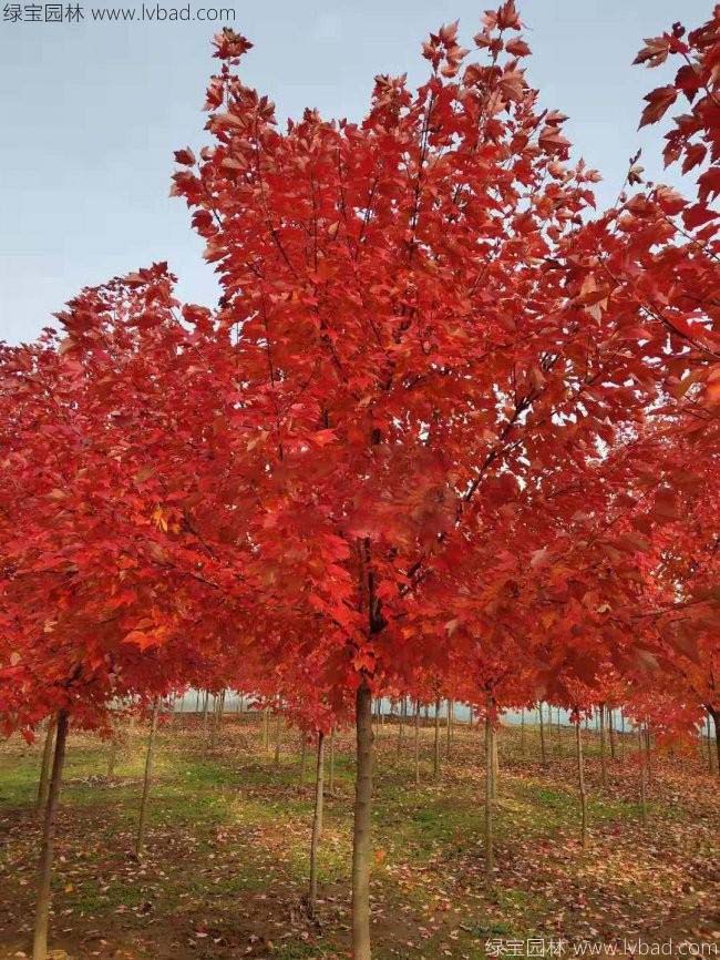 美國(guó)紅楓