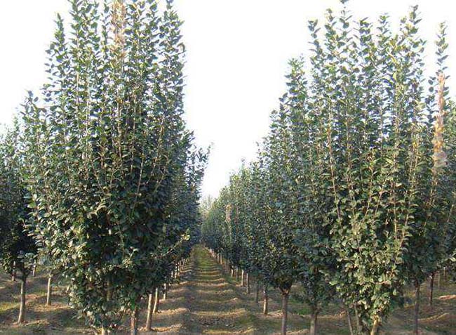 <a href='http://fscangbo.com/xiaoqiaomu/3555.html' target='_blank'>西府海棠</a>樹葉