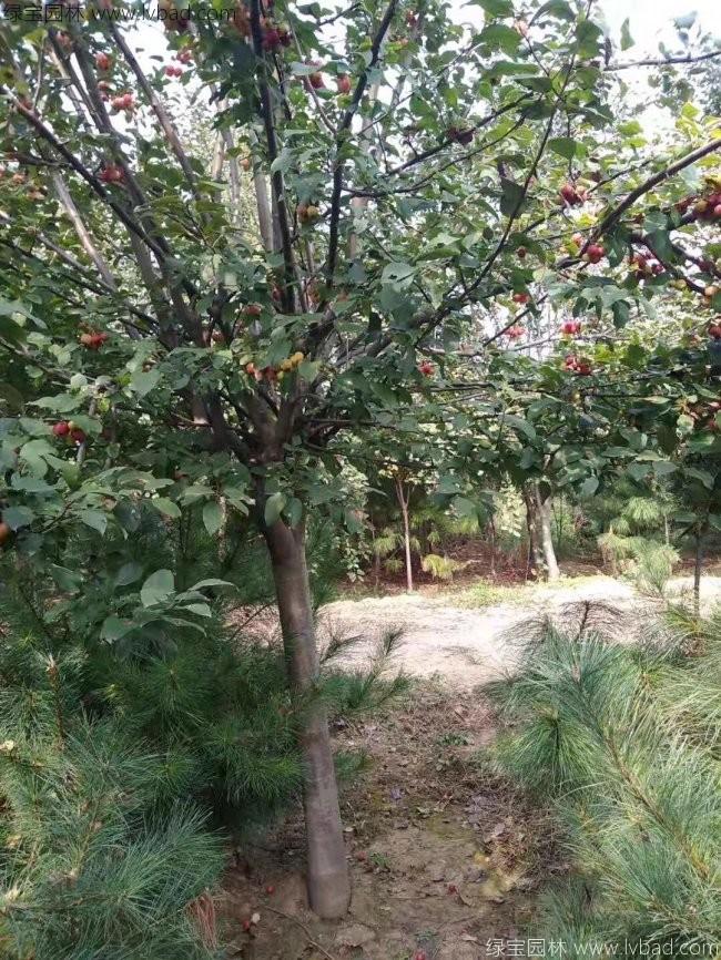 西府<a href='http://fscangbo.com/linmuzhongzi/1766.html' target='_blank'>海棠</a>樹葉