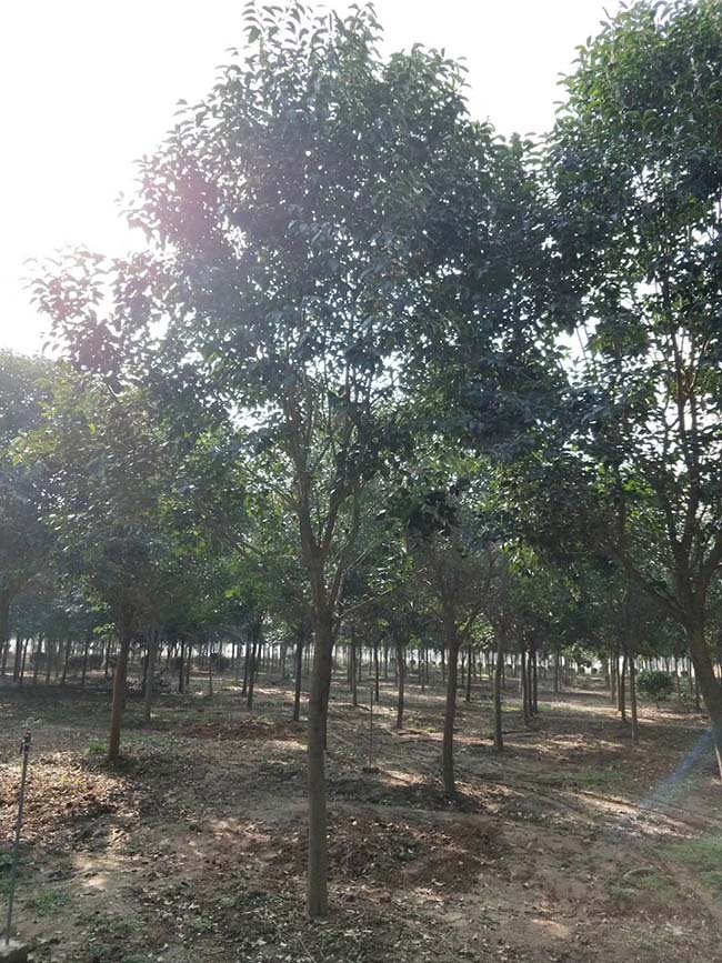 高桿女貞 高桿女貞