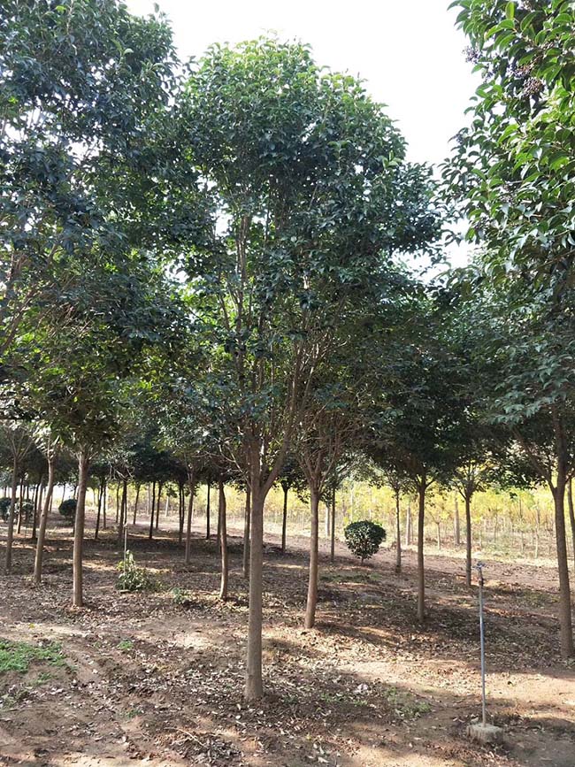 高桿女貞 高桿女貞