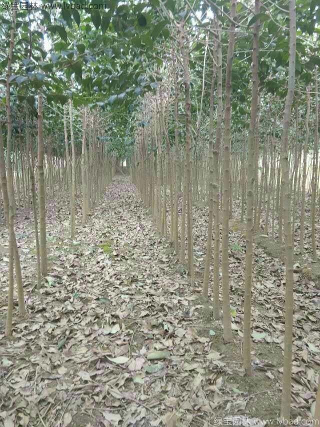 高桿女貞 高桿女貞