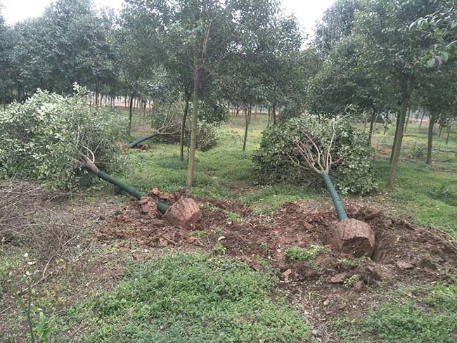 高桿女貞 高桿女貞