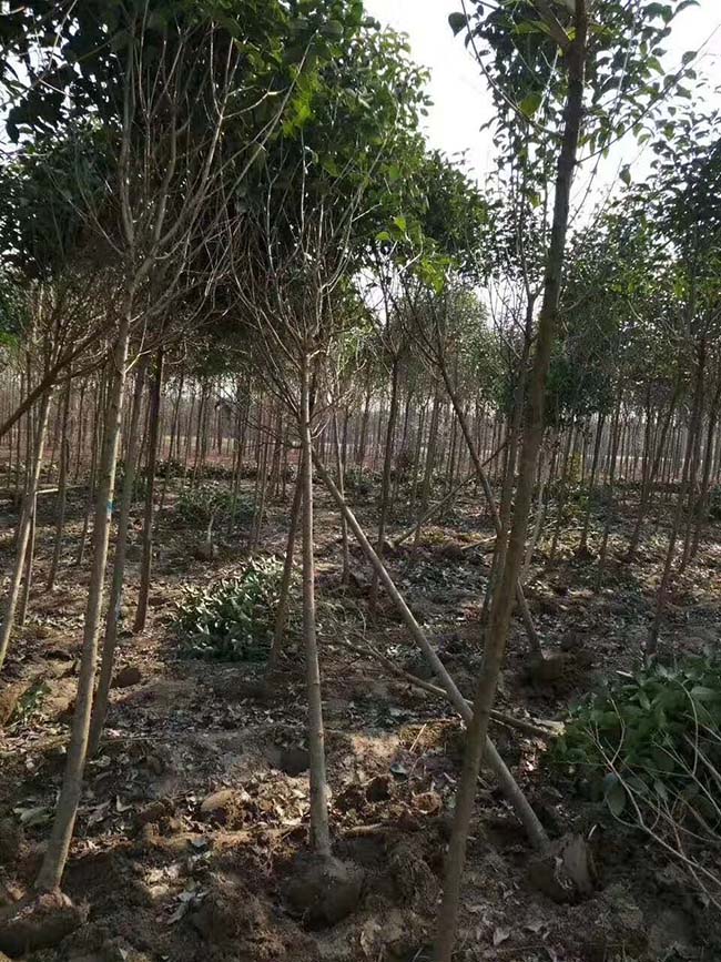 高桿女貞 高桿女貞