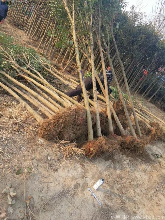 高桿女貞 高桿女貞