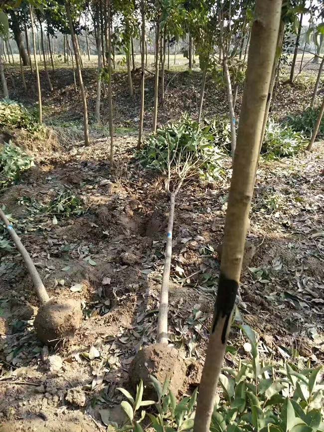 高桿女貞 高桿女貞