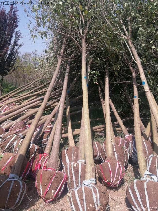 高桿女貞 高桿女貞