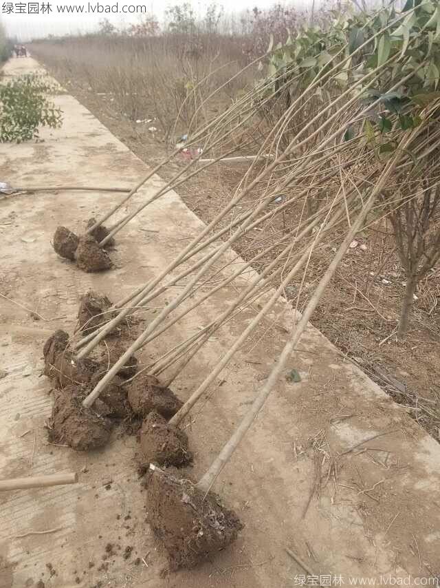 高桿女貞 高桿女貞