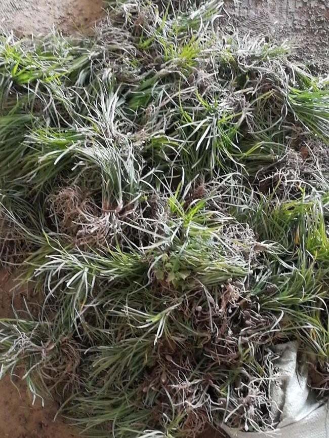 細(xì)葉<a href='http://fscangbo.com/linmuzhongzi/1695.html' target='_blank'>麥冬草</a>