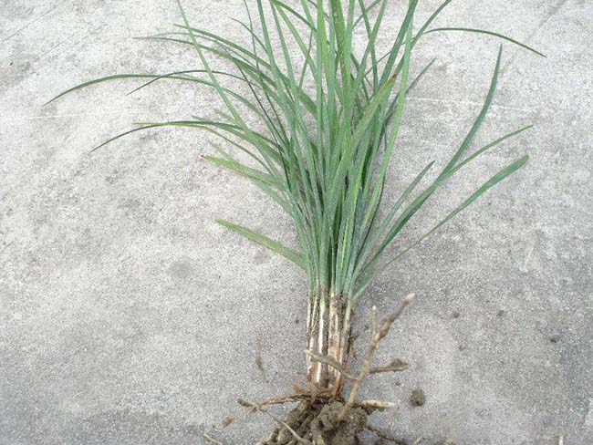 中葉<a href='http://fscangbo.com/linmuzhongzi/1695.html' target='_blank'>麥冬草</a>