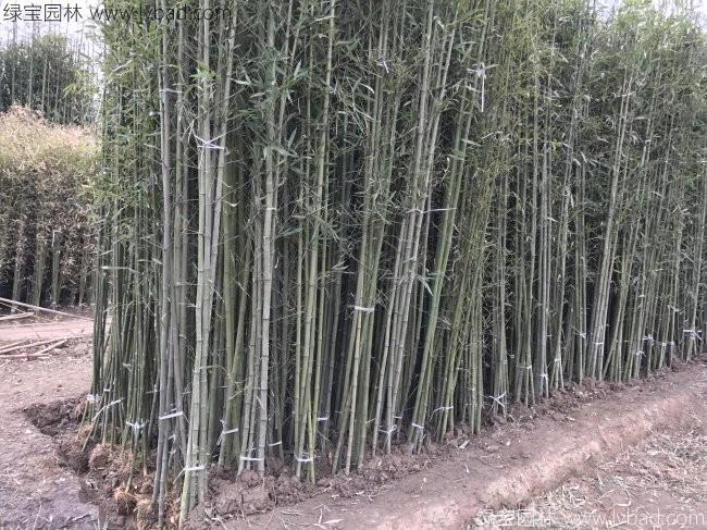 綠化竹