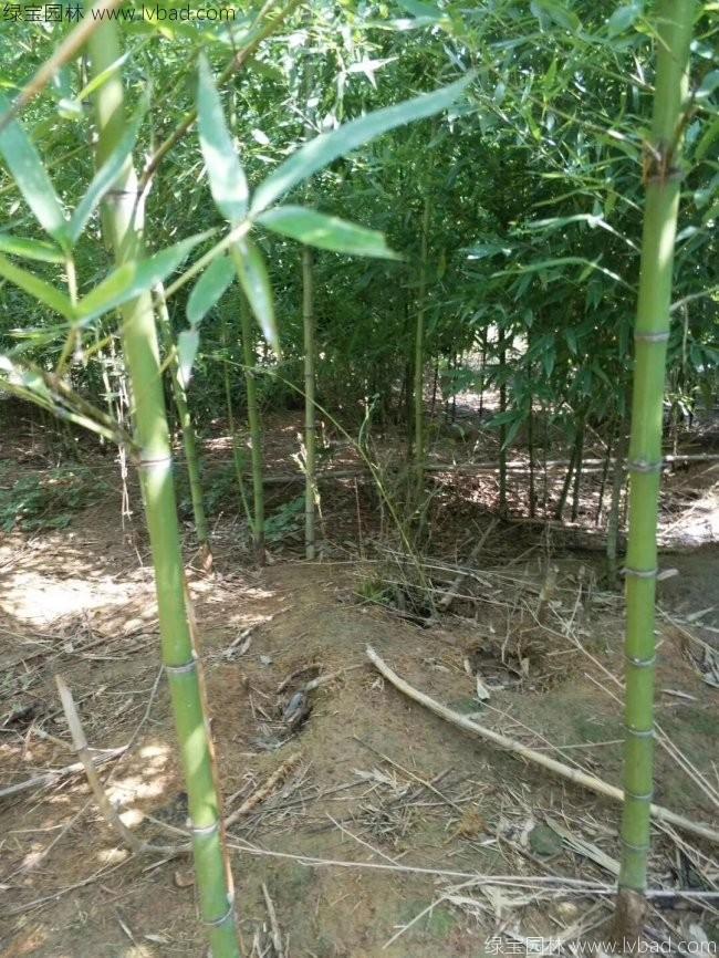 綠竹