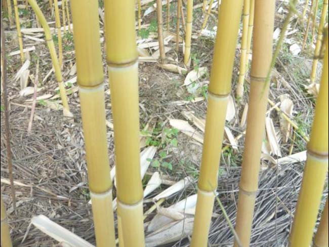 金鑲<a href='http://fscangbo.com/linmuzhongzi/2254.html' target='_blank'>玉竹</a>