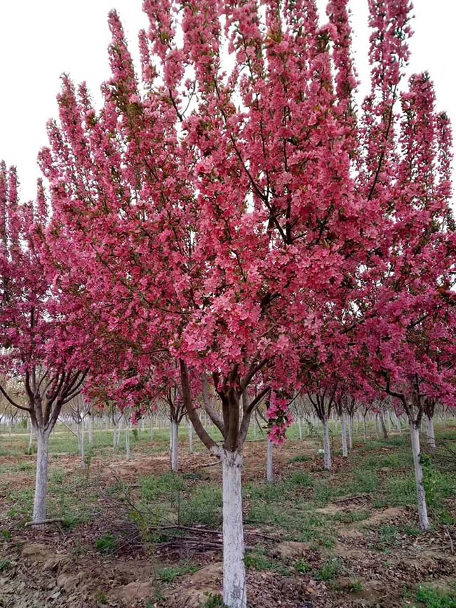 北美<a href='http://fscangbo.com/linmuzhongzi/1766.html' target='_blank'>海棠</a>