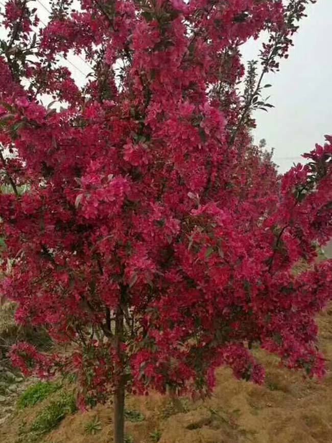 <a href='http://fscangbo.com/xiaoqiaomu/3535.html' target='_blank'>北美海棠</a>