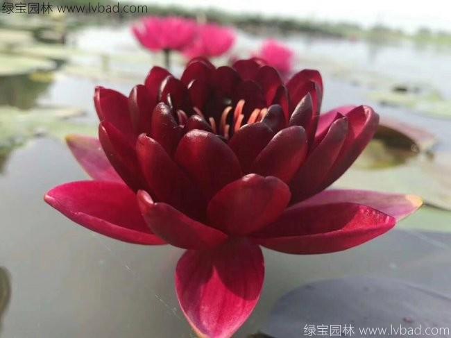 <a href='http://fscangbo.com/shuishengshuicao/3439.html' target='_blank'>荷花種苗</a>