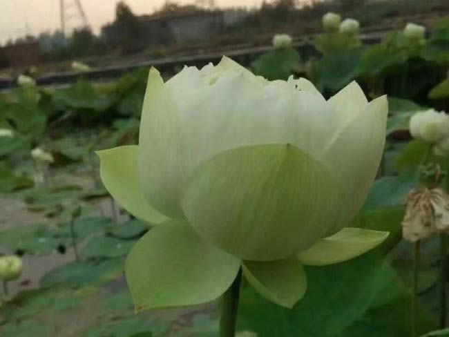 <a href='http://fscangbo.com/shuishengshuicao/5941.html' target='_blank'>蓮藕苗</a>