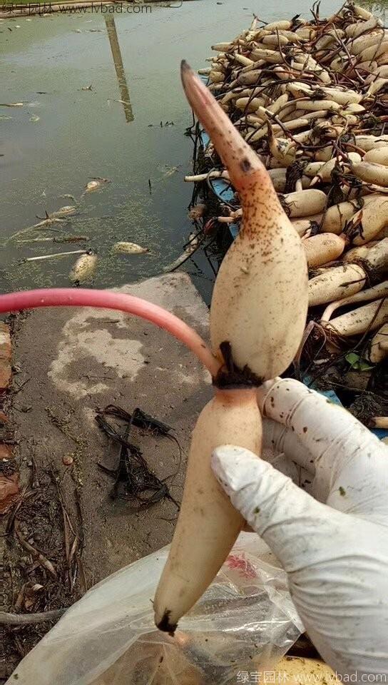 <a href='http://fscangbo.com/shuishengshuicao/5941.html' target='_blank'>蓮藕苗</a>