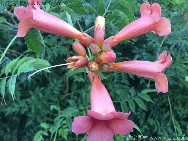 <a href='http://fscangbo.com/tengbenpanyuanzhiwu/3414.html' target='_blank'>凌霄花</a>