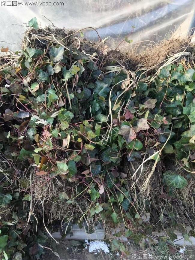 常春藤常青藤苗木藤本植物