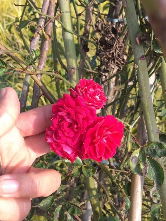 <a href='http://fscangbo.com/linmuzhongzi/1702.html' target='_blank'>薔薇</a>花