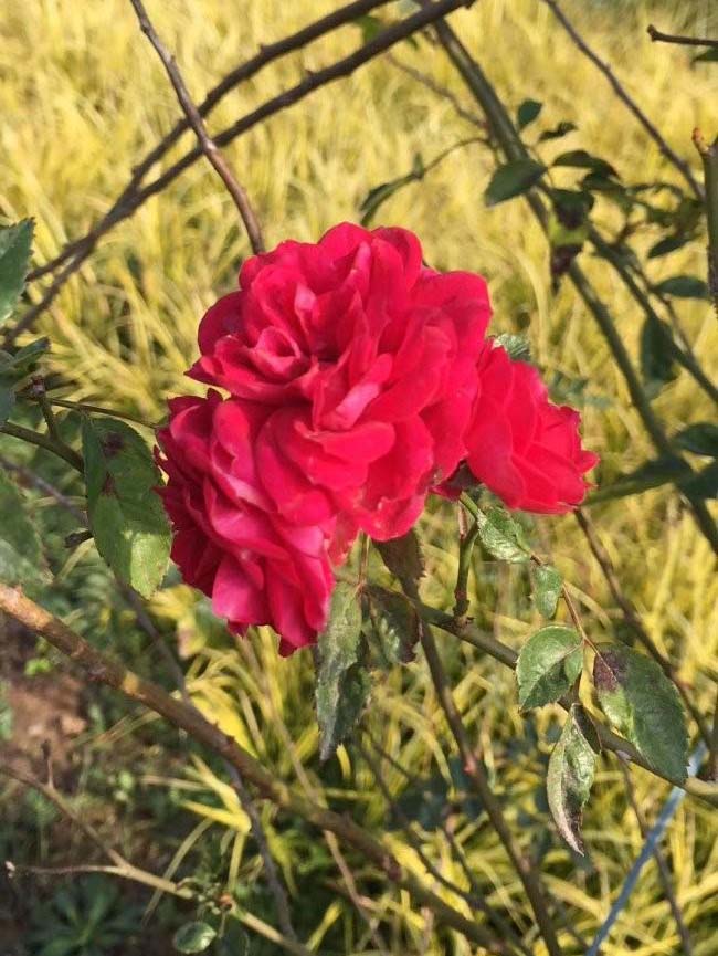 <a href='http://fscangbo.com/tengbenpanyuanzhiwu/3421.html' target='_blank'>薔薇花</a>